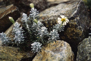Celmisia ramulosa